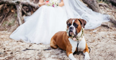 bring your dog to your wedding