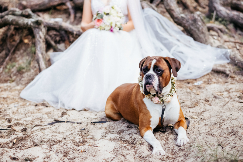 bring your dog to your wedding