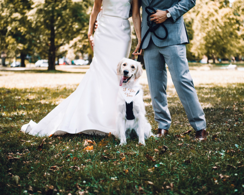 dogs involved in the wedding