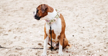 pets at a wedding