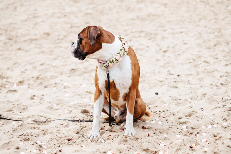 pets at a wedding