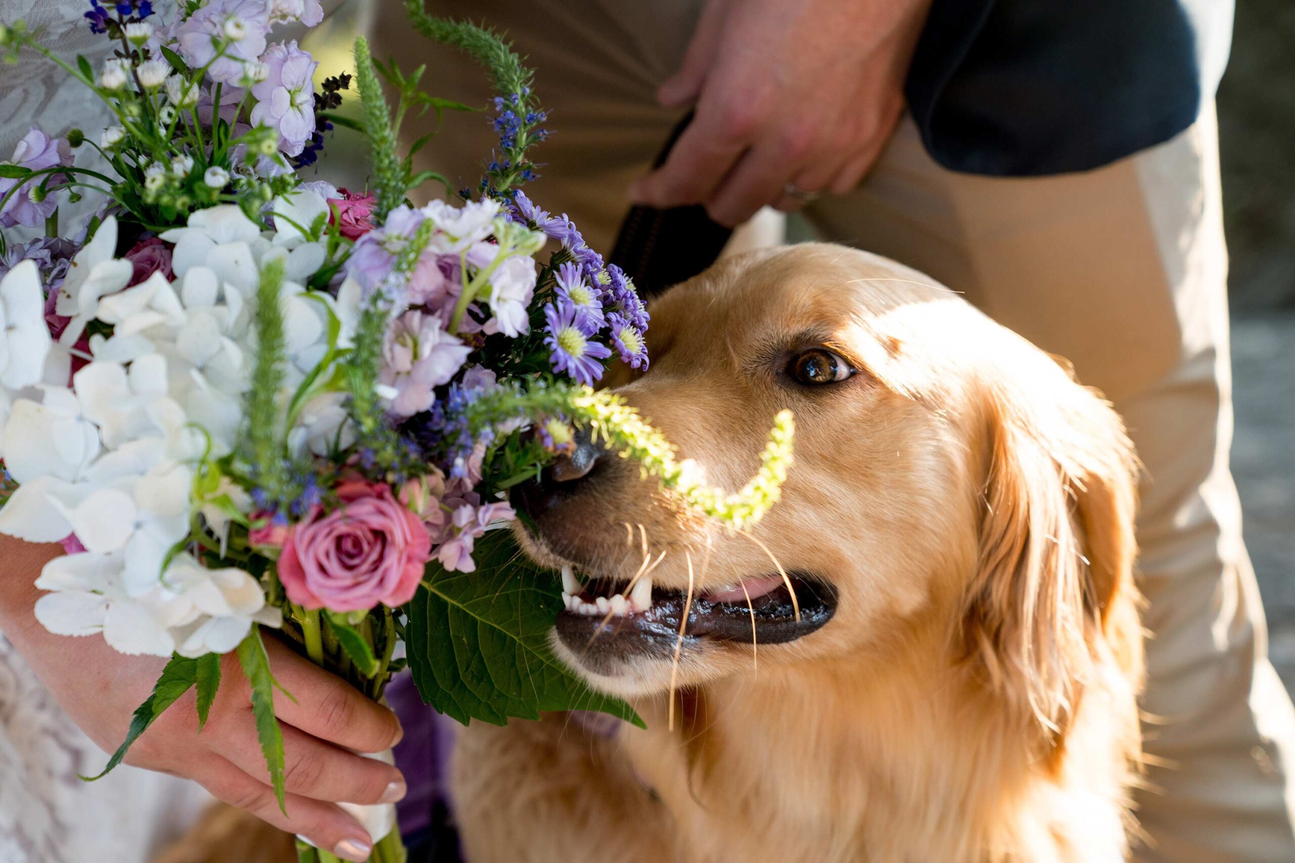 my pet at my wedding