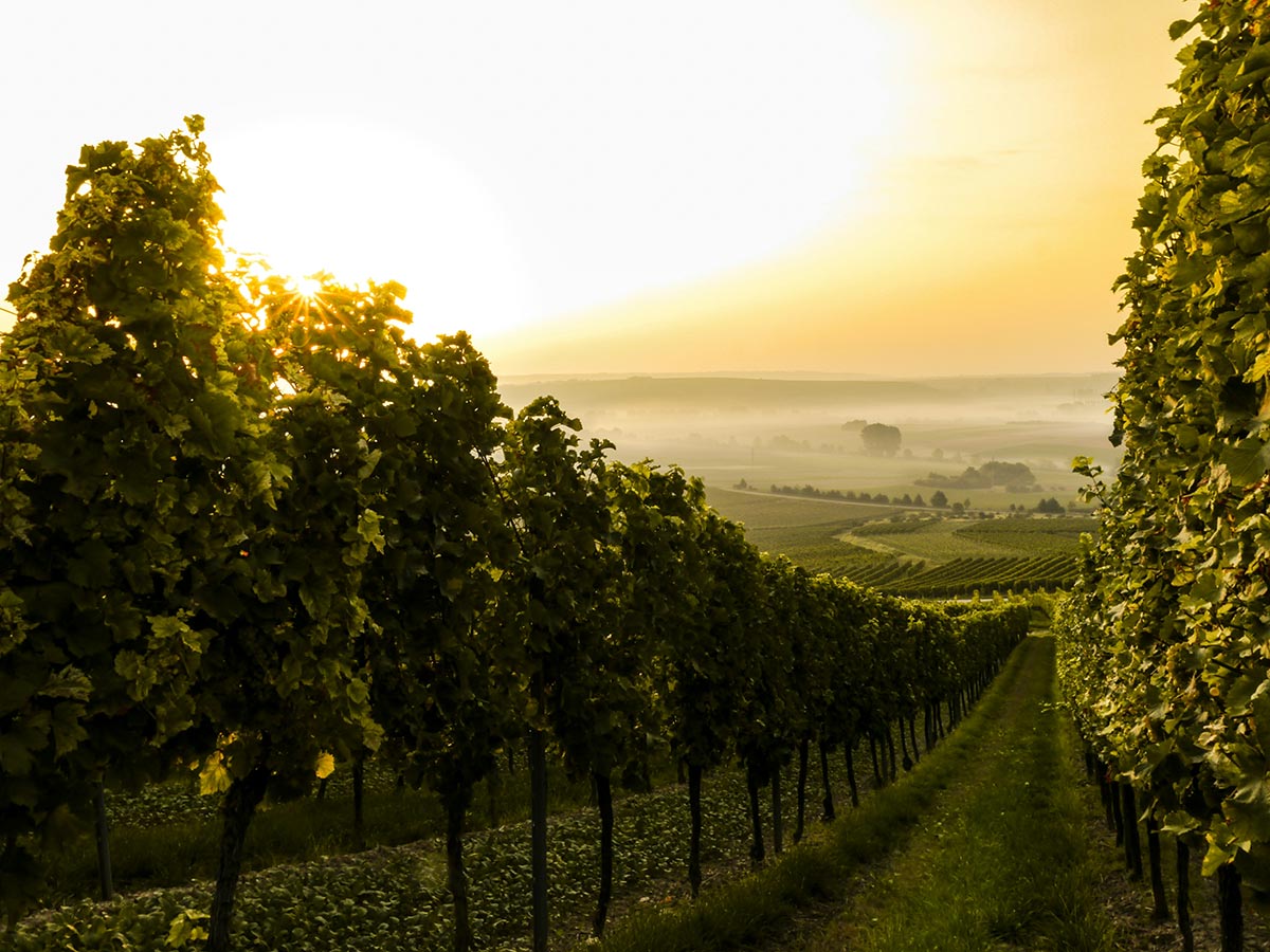 student wedding in a vinyard